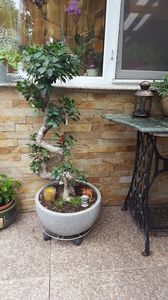  - Bonsai- ficus microcarpa