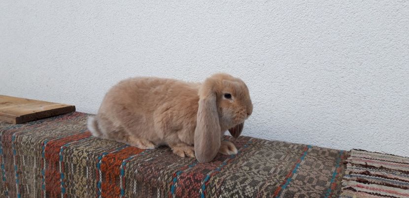  - Cuib 15 ianuarie 2020