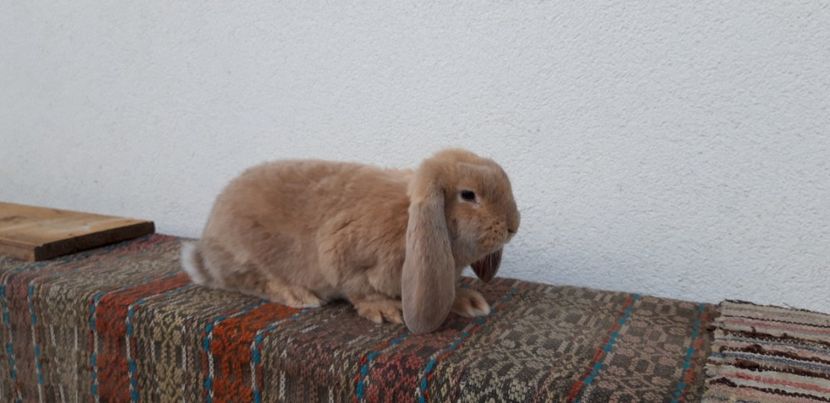  - Cuib 15 ianuarie 2020