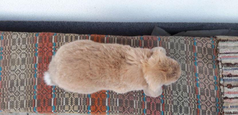  - Cuib 15 ianuarie 2020