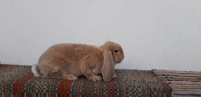  - Cuib 15 ianuarie 2020