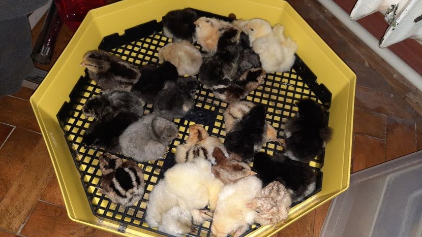  - Pui și tineret 2020