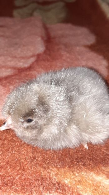  - Pui și tineret 2020