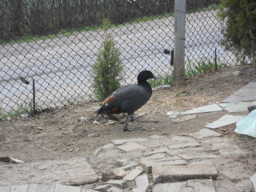 mascul de la Dragos - Califari Paradis