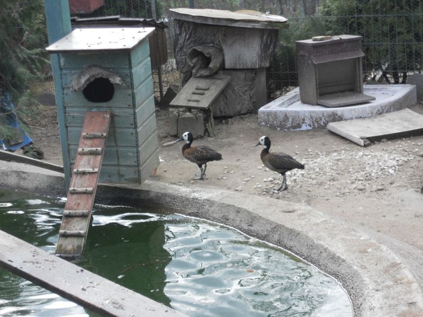  - Giste  Fluieratoare Calugar