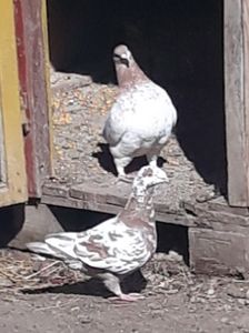  - Perechi AGH pentru 2020