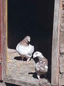  - Perechi AGH pentru 2020