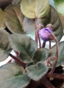  - ZZRainbows Quiet Riot