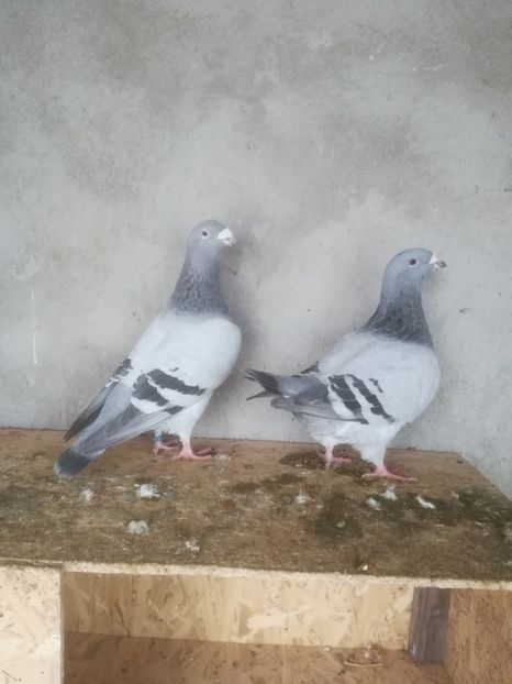  - Porumbei