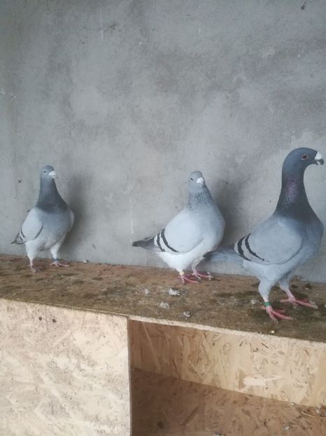  - Porumbei