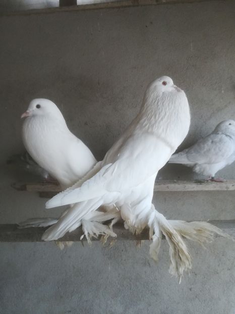  - Porumbei