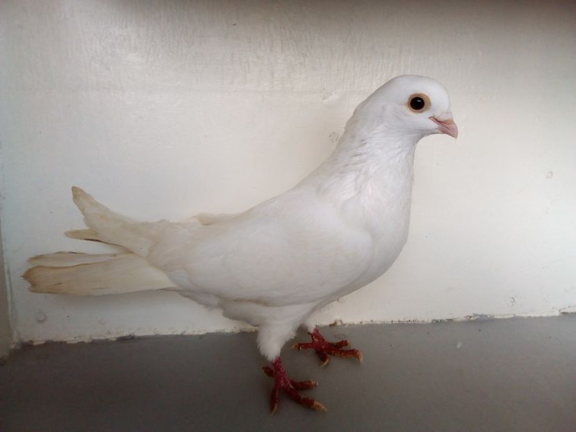  - PORUMBEI CARE MI AU APARTINUT