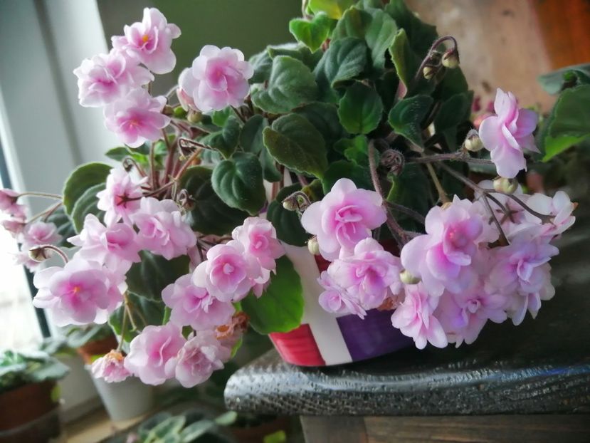  - Rob-s Vanilla Trail