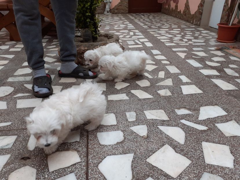  - De vînzare căței bichon maltez