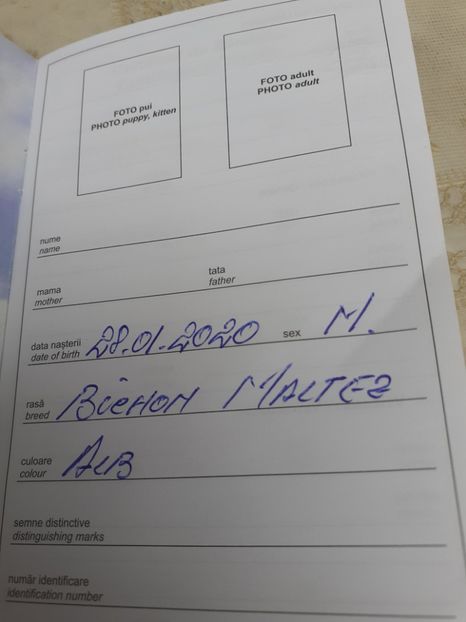  - De vînzare căței bichon maltez