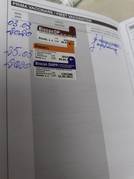  - De vînzare căței bichon maltez