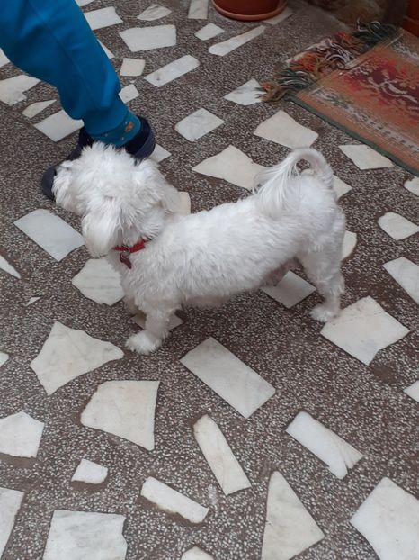  - De vînzare căței bichon maltez