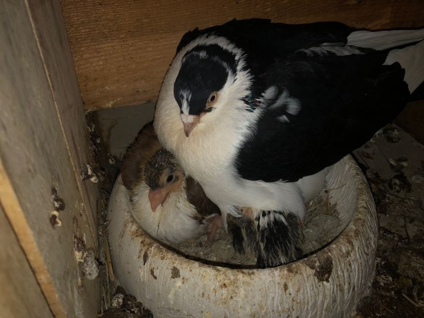  - 0000001 prin voliere