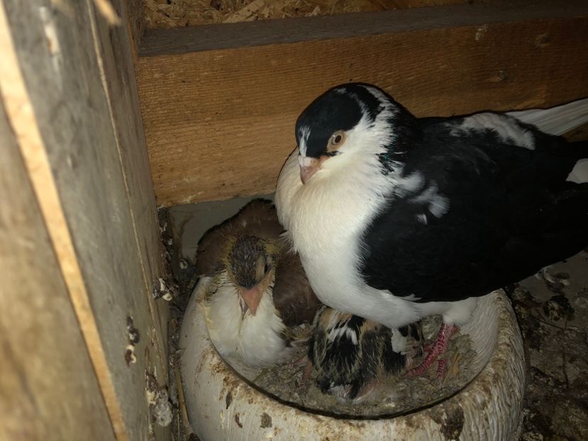  - 0000001 prin voliere