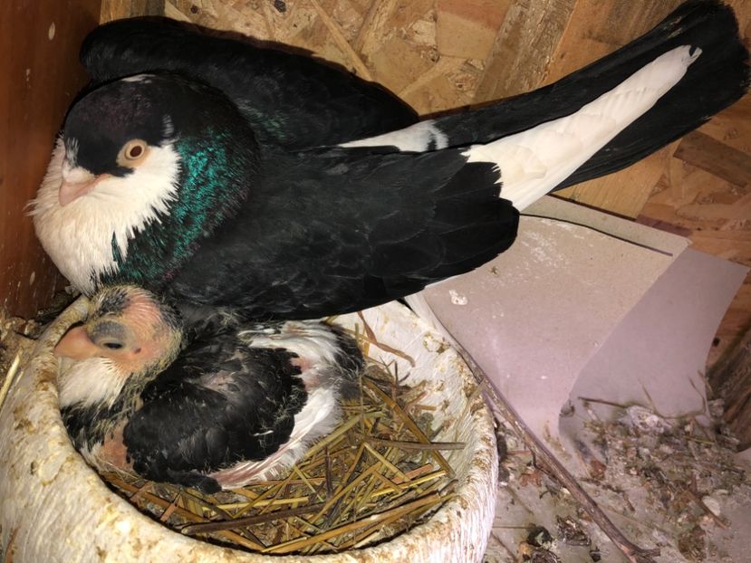  - 0000001 prin voliere