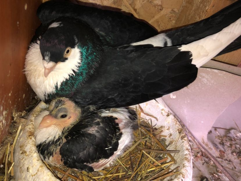  - 0000001 prin voliere