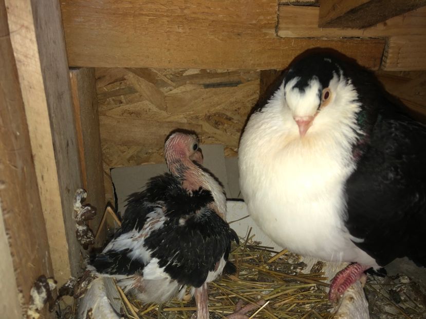  - 0000001 prin voliere