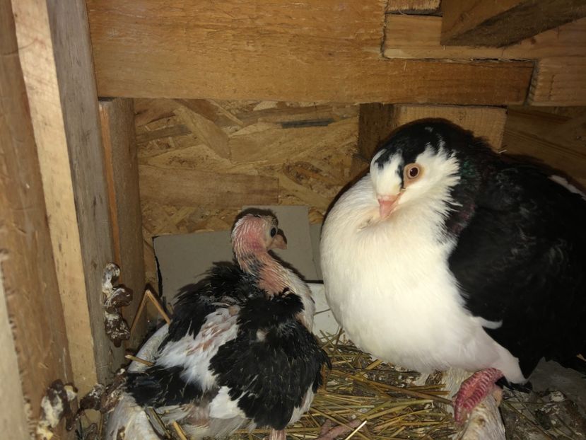  - 0000001 prin voliere