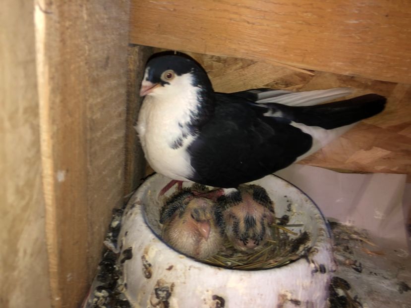  - 0000001 prin voliere