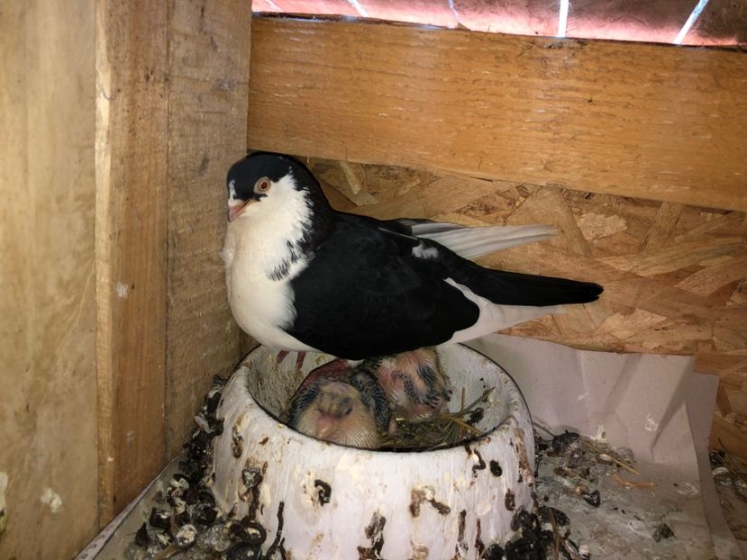  - 0000001 prin voliere