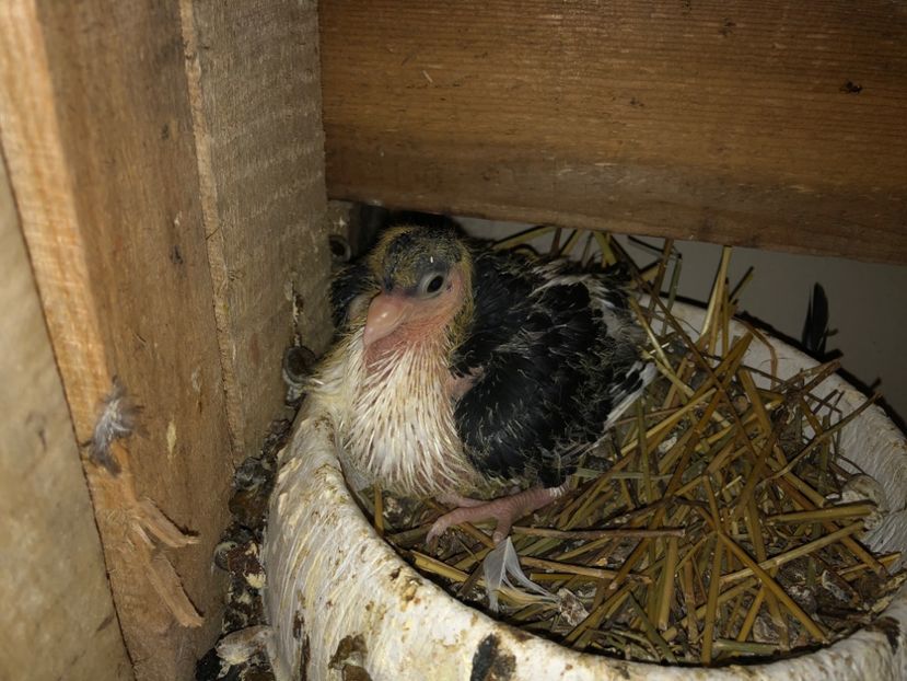  - 0000001 prin voliere