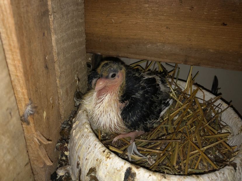  - 0000001 prin voliere