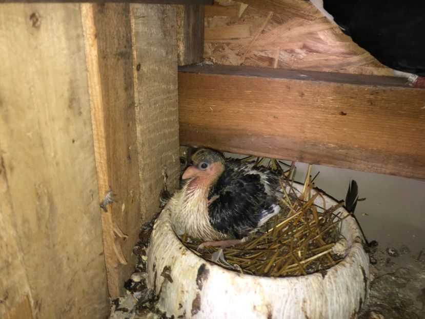  - 0000001 prin voliere