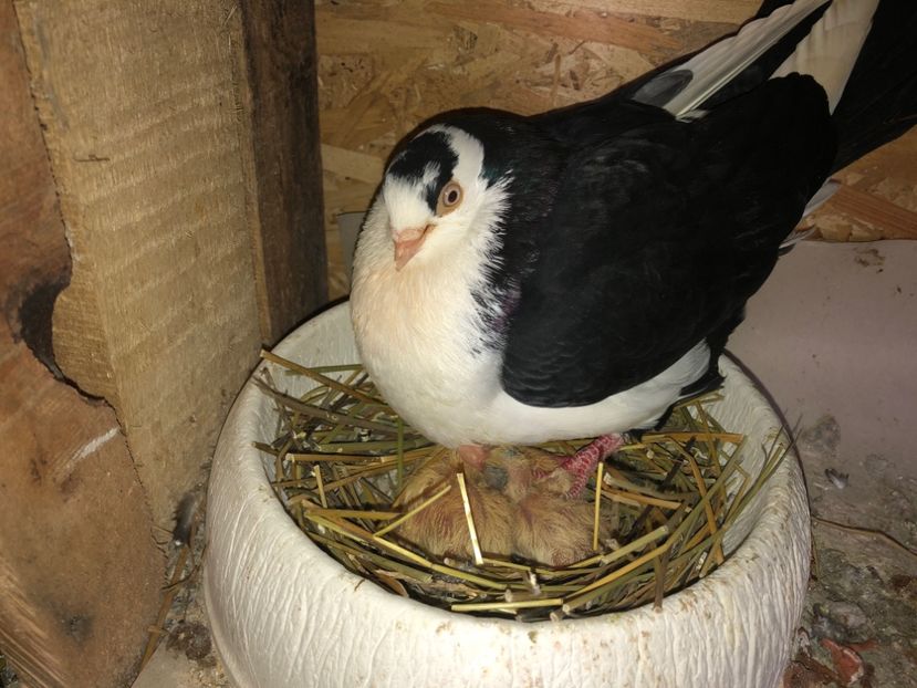  - 0000001 prin voliere