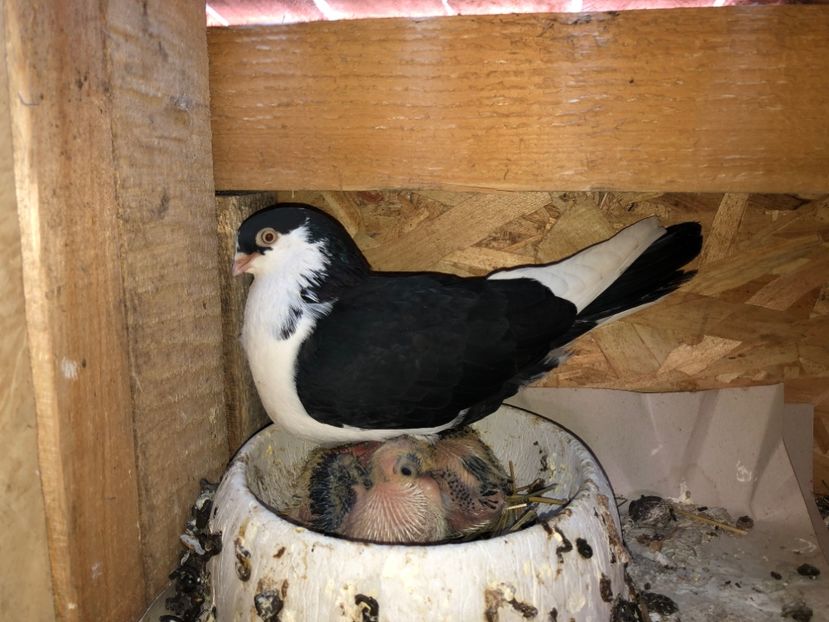  - 0000001 prin voliere