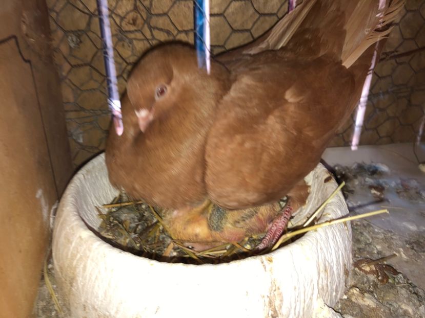  - 0000001 prin voliere