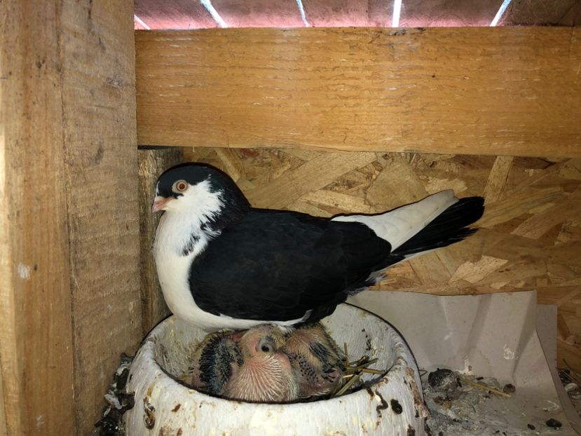  - 0000001 prin voliere