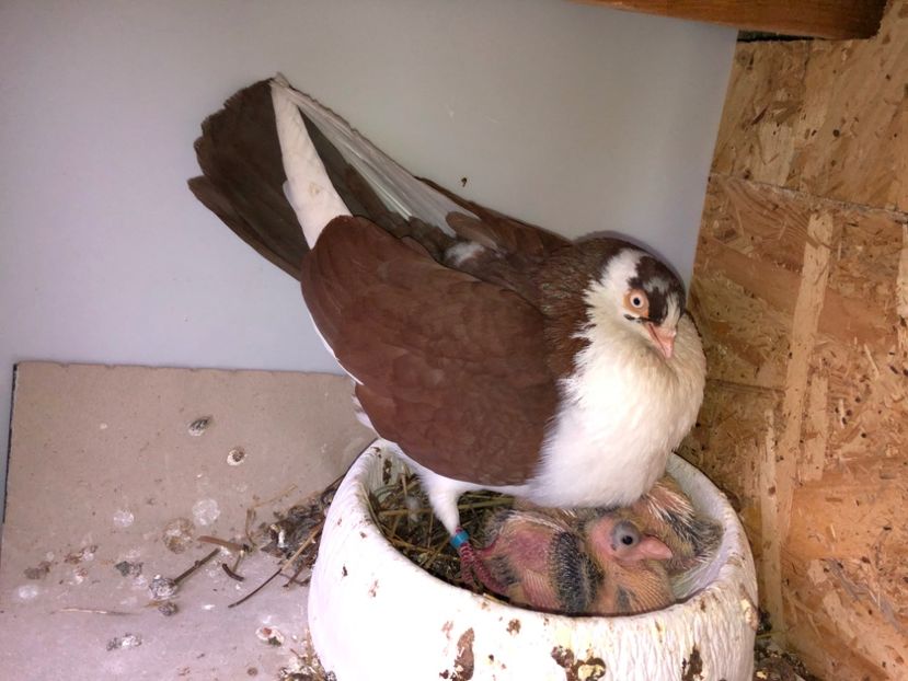  - 0000001 prin voliere