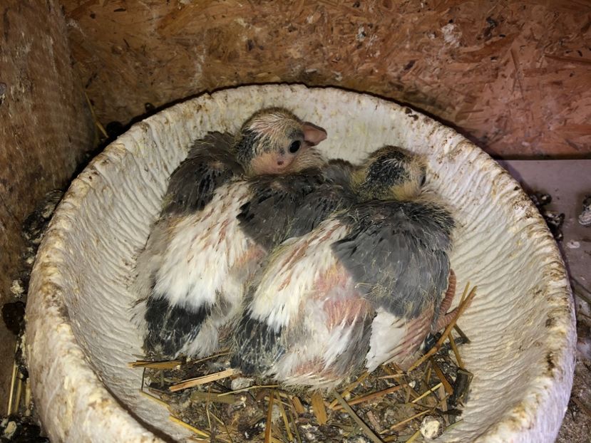  - 0000001 prin voliere