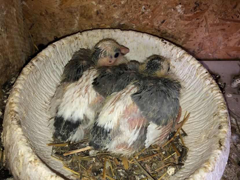  - 0000001 prin voliere