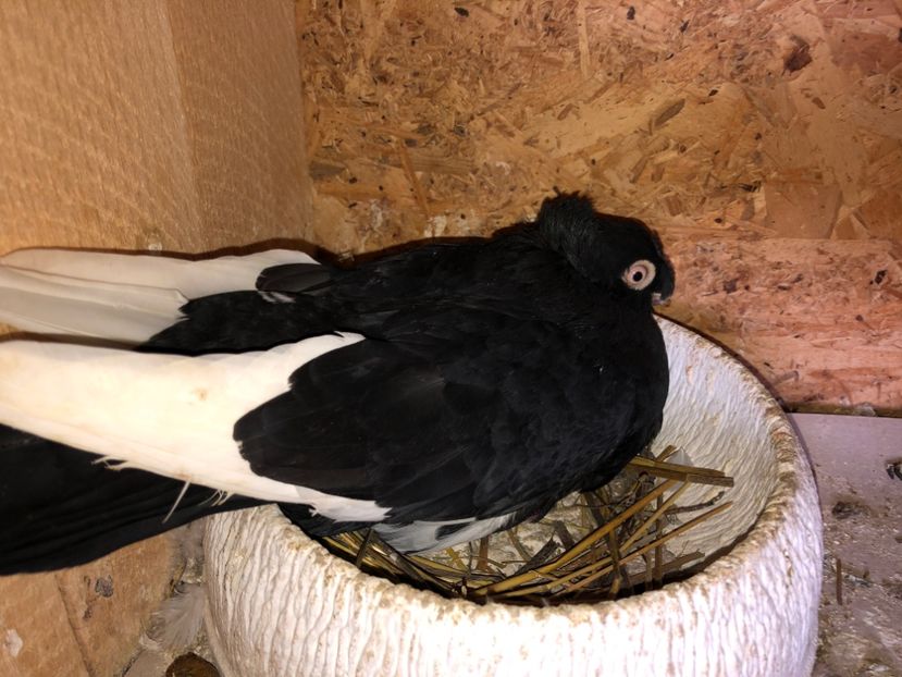  - 0000001 prin voliere