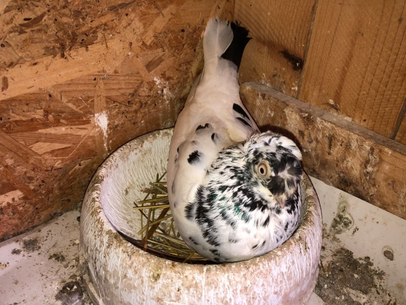  - 0000001 prin voliere