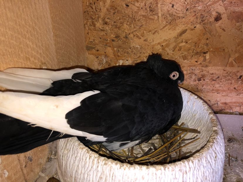  - 0000001 prin voliere