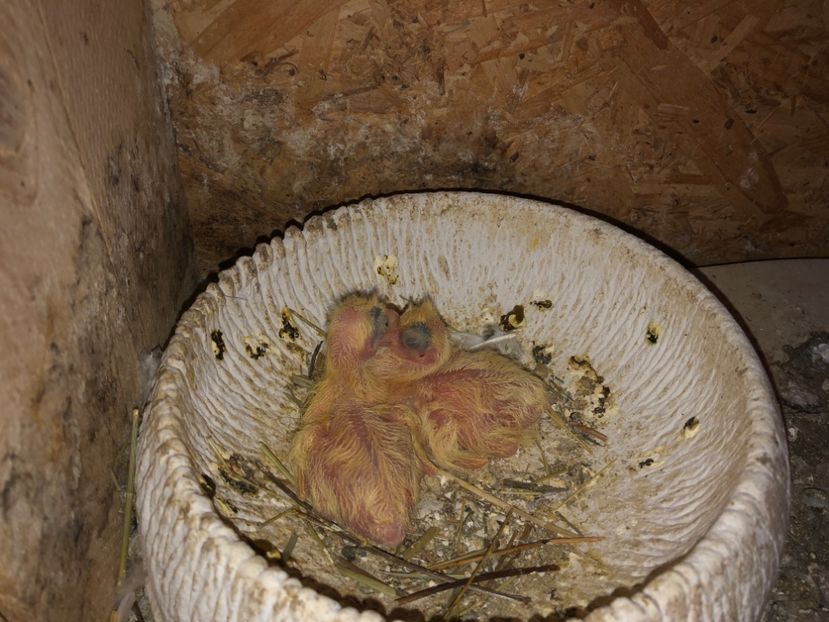  - 0000001 prin voliere