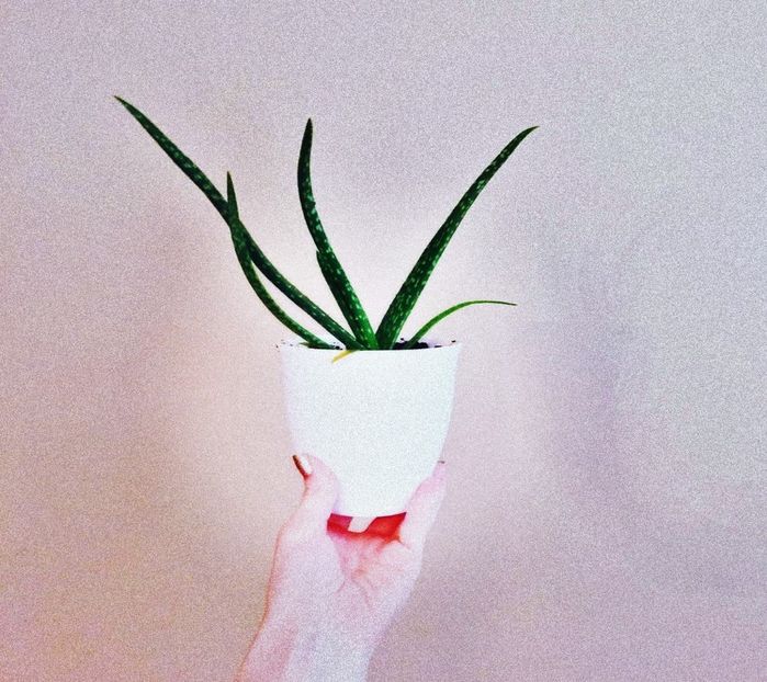 【JudaicProphecy】- ⚘ Aloe ⚘ - 02 Horizont makes love to the sea