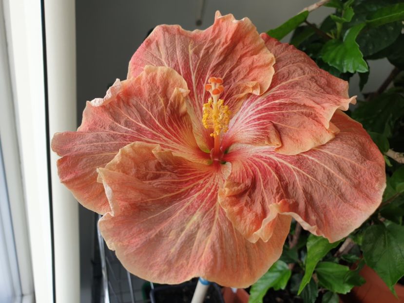  - Mattiacis Cover Girl