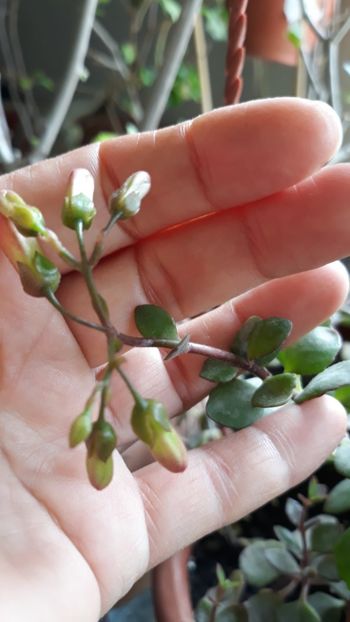 Kalankoe manginini - Primavara 2020