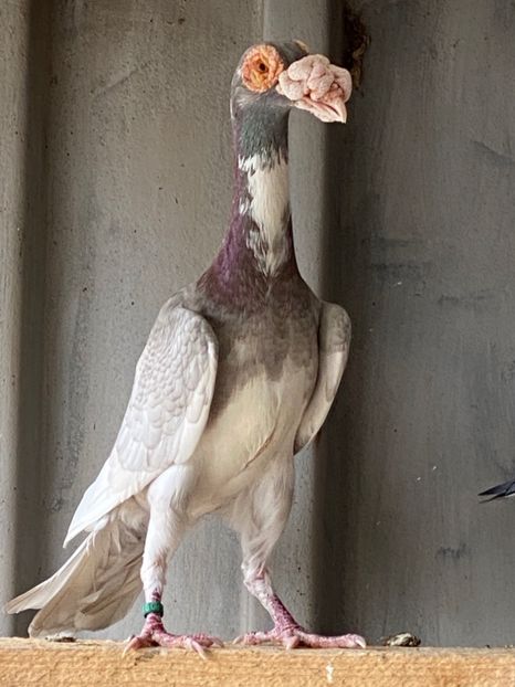 999F4EB1-3856-4340-AA71-7CDA16D34E4F - Carier 2019