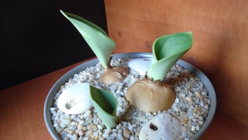 Rauhia peruviana, inceput de vegetatie - Caudiciforme - pachycaule si bulboase 2020