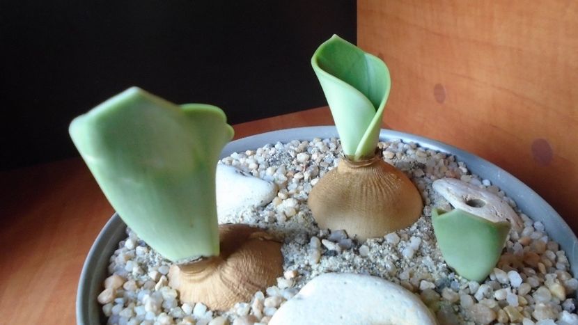 Rauhia peruviana, inceput de vegetatie - Caudiciforme - pachycaule si bulboase 2020