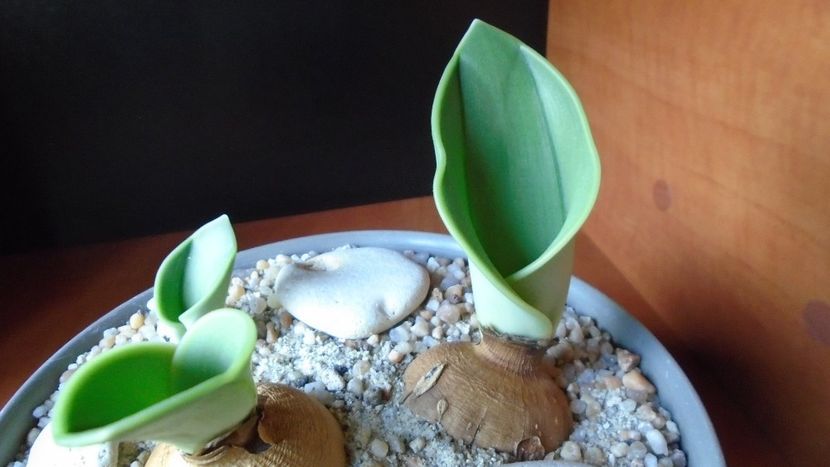 Rauhia peruviana, inceput de vegetatie - Caudiciforme - pachycaule si bulboase 2020